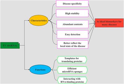 Circular RNAs in extracellular vesicles: Promising candidate biomarkers for schizophrenia